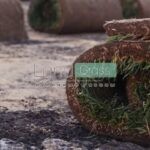Рулонные газоны в Дзержинском под ключ